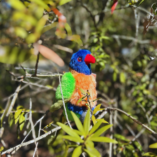 Rainbow Lorikeet Plush Toy