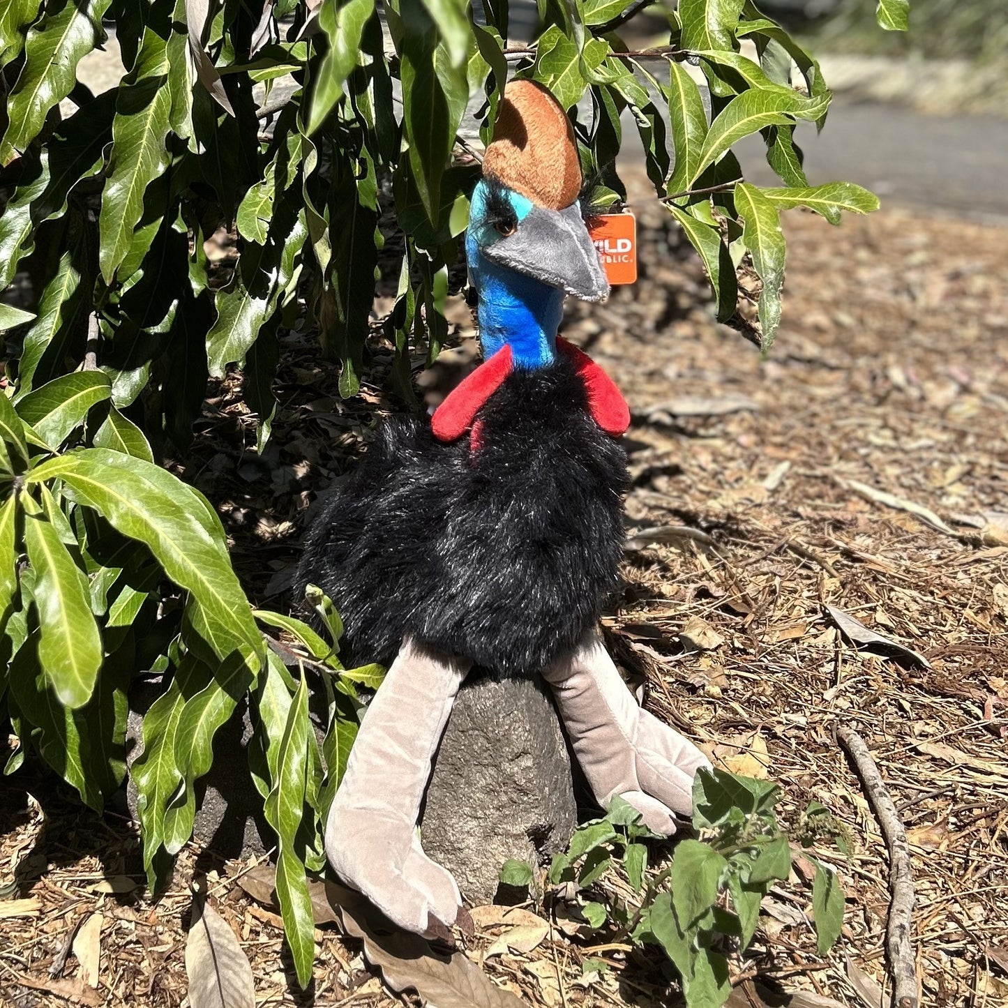 Cassowary Plush