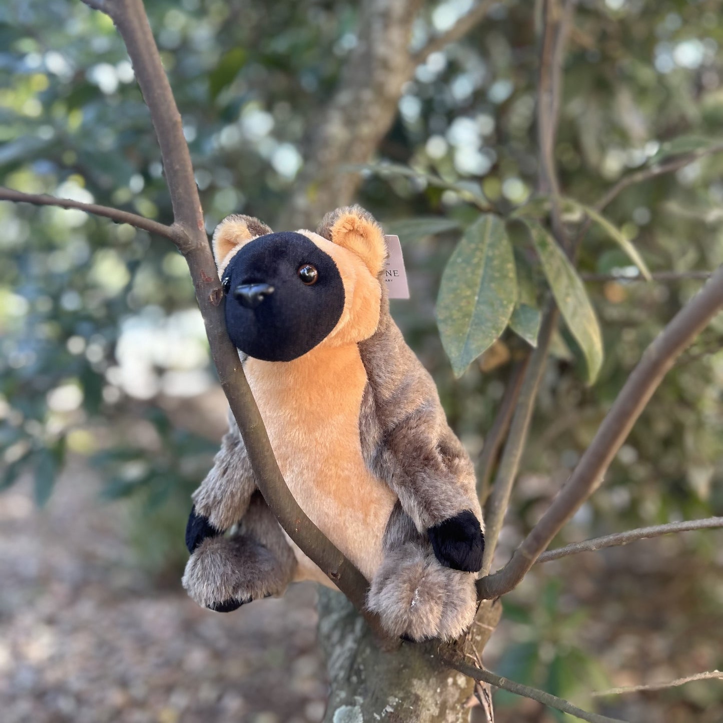 Tree Kangaroo Plush
