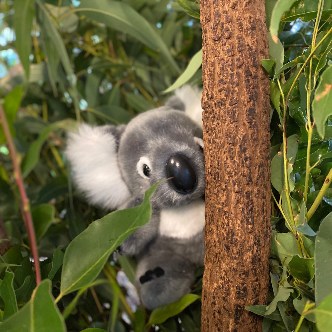 Koala - Australian Made Plush Toy